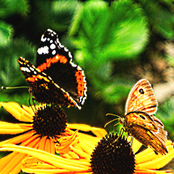 Per te che sei migliore di me