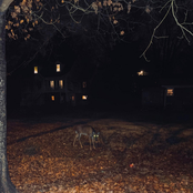 Deer in the Headlights