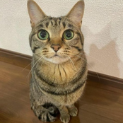 why did spongebob do that