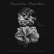 Olhando Para As Estrelas