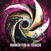 Flor De Toloache: Mariachi Flor De Toloache