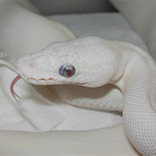 Reduced Systemic Perfusion with Consequent Unbalance Between the Availability of Oxygen and Its Metabolic Demand at the Tissue Level