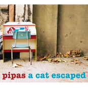 A Cat Escaped by Pipas