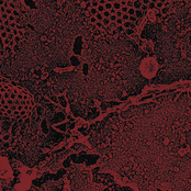 Bleeding From The Head