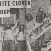 white clover