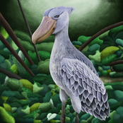 Shoebill