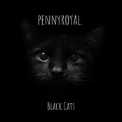 Black Cats