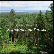 Calming Sounds of Scandinavian Forests