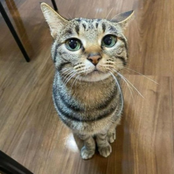 i paused my algo to be here