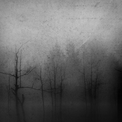 A Sapless Leave Withering in t