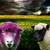 hypno sheep