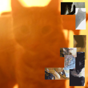 Cardboard and Silverfish