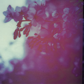 Cherry trees
