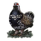 Spruce Grouse