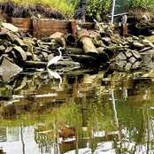 Gowanus Canal Soundpaddle
