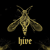 Hive
