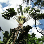 Floating Garden / Hidden Temple