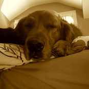 Saint Bernard