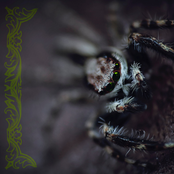 .birdeater. / Rapace