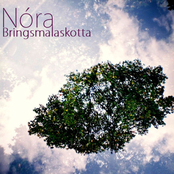 Bringsmalaskotta (Single)