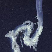 Siphonophores