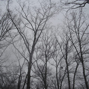 The Trees Watch Over Us