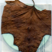 Bluefood-SittingonFire-abcep003