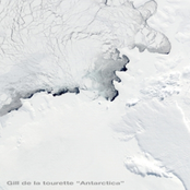 ca080 - Gill de la tourette - "Antarctica"