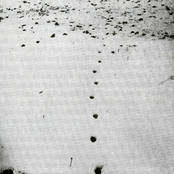 one or several wolves