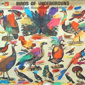Birds of Underground