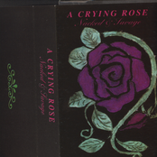 a crying rose