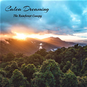 The Rainforest Canopy