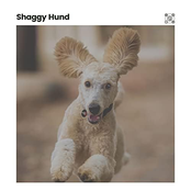 Shaggy Hund