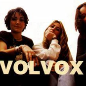 volvox