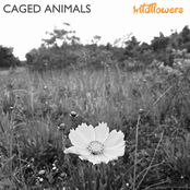 Caged Animals: Wildflowers