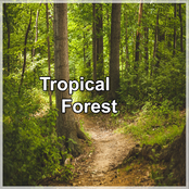 Tropical Forest