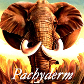 pachyderm