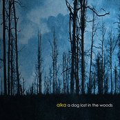A Dog Lost in the Woods