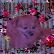 Daisy Tapes