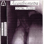 Vulva Meat Dilator by Acanthometra