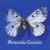 parnassius guccinii