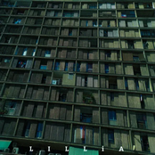 Girasol/Amarillo - Single