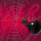 Cobweb