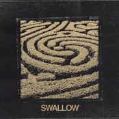 Swallow