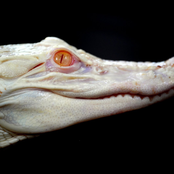 EPEP