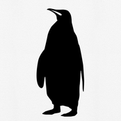 the black penguins