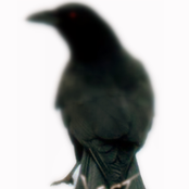 The Alternate Universe Of Lost Crow 2008
