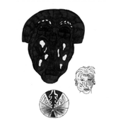 Even Rats Can Feel The Sun