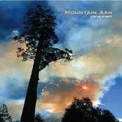 Mountain Ash