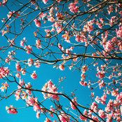 Just Woke Up (Birds)